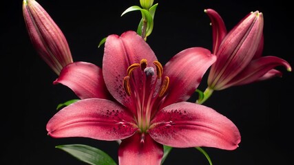 A vibrant red lily flower with delicate petals and prominent stamens captured in a closeup shot against a dark contrasting background showcasing its natural beauty and intricate details.