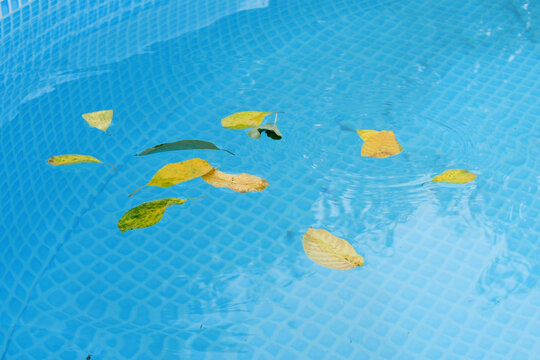 Cleaning a swimming pool with a mesh skimmer. The long net cleans colored leaves off surface of the water
