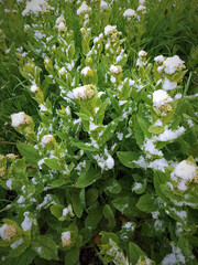 Snow on green leaves.