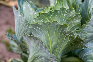 Cabbage pests. Fresh cabbage with holey leaves damaged by pests. Cabbage leaves eaten by pests. Crop failure, concept of a bad cabbage harvest.