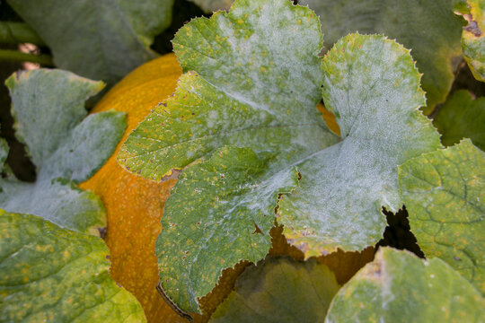Powdery mildew on pumpkin leaves. Pumpkin leaves turn yellow and dry after being affected by a fungus. Pumpkin leaves damaged by a fungus.