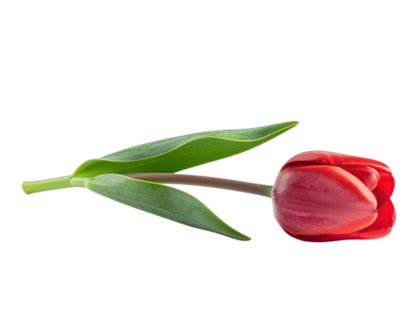 A single vibrant red tulip with water droplets lies on its side against a black background showcasing its delicate petals and green leaves with a subtle sheen under soft studio lighting - Powered by Adobe