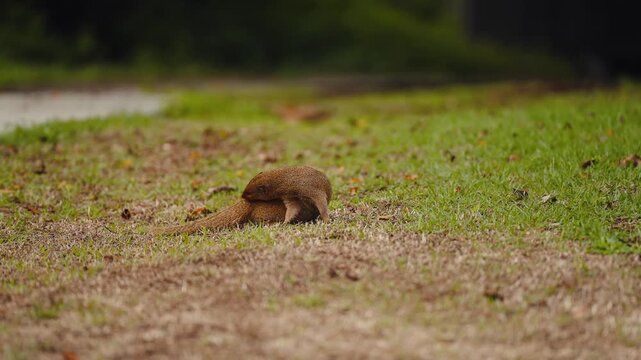 Wild Mongoose Cleaning Itself and Looking Around in Slow Motion