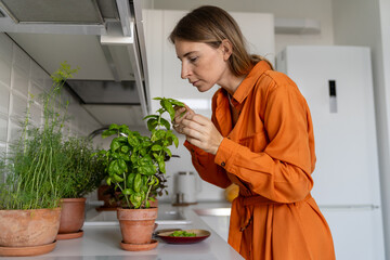 Engaged woman plant enthusiast inhale fresh foliage scent of basil, evaluating herb for transplant or kitchen ingredient. Home horticulture hobby cultivation, botanist greenery care, domestic garden