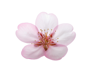 A Delicate Pink Cherry Blossom Flower Isolated on a Black Background with Detailed Stamens and Petals