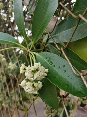 branch of Alstonia scholaris flower blooming on green leaves background