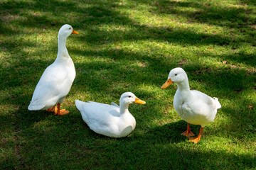 White Ducks Resting on Lawn Under Dappled Shade