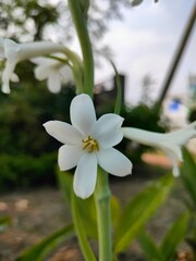 white flower on blue background