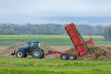 Fototapeta premium Tractor unloading sugar beet harvest in Vert Toulon, France