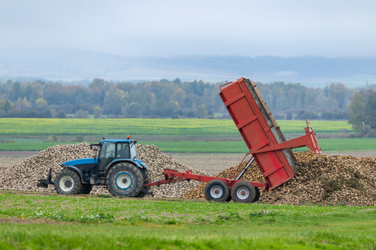 Tractor unloading sugar beet harvest in Vert Toulon, France