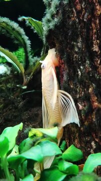 Albino Bristlenose Pleco Fish Cleans Wood in Freshwater Aquarium with Lush Green Plants