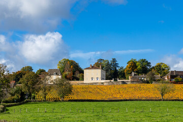 Naklejka premium Rosey village houses overlooking colorful autumn vineyard in Bourgogne Franche Comte