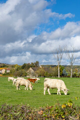 Cows grazing in green field in Rosey, France