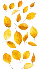 Obraz premium Golden fall leaves isolated on a white background
