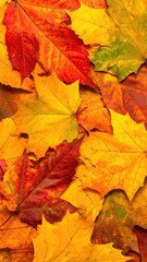Obraz premium Colorful autumn leaves, vibrant yellows, reds and oranges