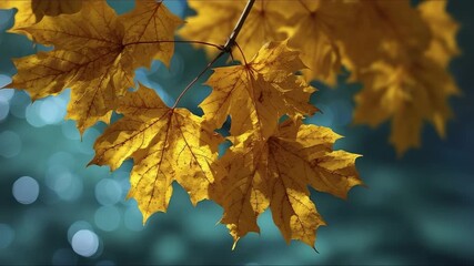 A cluster of sunlit golden-yellow maple leaves hanging from a branch against a blurred teal background with bokeh effects - Powered by Adobe