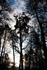 Silhouette of pine trees in the forest at sunset time.