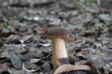 ヤマドリタケモドキ