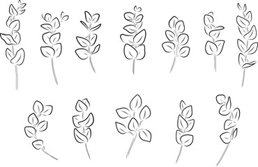 A set of botanical elements in line art style twigs eucalyptus and more. Minimalistic botanical designs for design, decor, and wedding typography