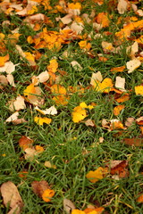 Orange and yellow autumn leaves in the grass