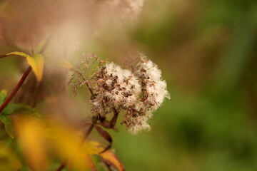 autumn branches with white flower seeds