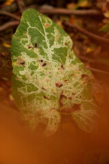 yellow leaf with dew