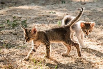 Two adorable small tabby kittens running and exploring on dry grass and dirt in a sunny backyard