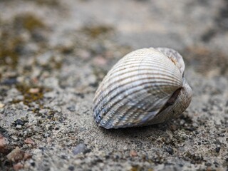 shell on the beach