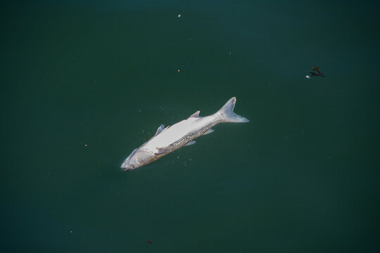 Dead fish in the water