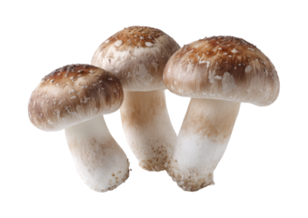 Three whole mushrooms, light brown caps, white stems