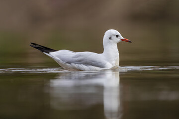 Fototapeta premium Black-headed Gull (Chroicocephalus ridibundus) in natural habitat, symbolizing freedom and nature. Ideal for wildlife, travel, environment, and migration themes in photography and design.