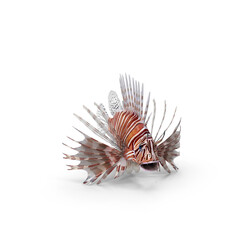 Exotic lionfish with striking fins against a black background