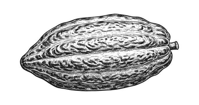 Detailed black and white engraving of cacao pod in vintage style