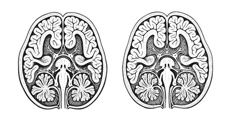Fototapeta na wymiar Detailed engraving of human brain anatomy cross-section