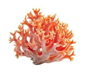 Coral-like, orange-pink cluster