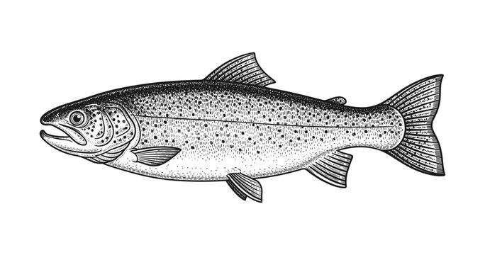 Detailed monochrome engraving of a trout fish in retro style