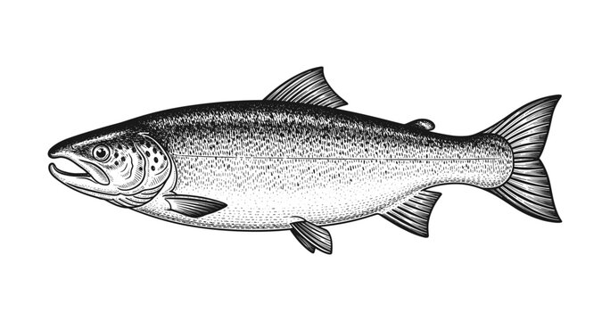 Vintage engraved salmon: detailed black and white fish art