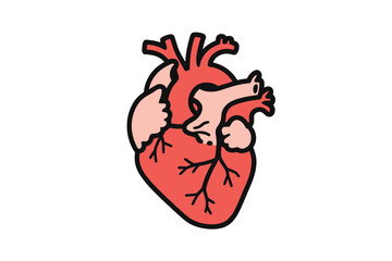 Anatomical heart illustration hand-drawn vector design isolated on white background for medical and educational use