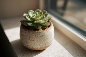 Minimalist indoor succulent in a ceramic pot with natural light