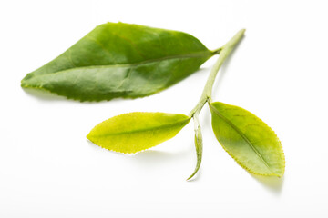 生茶葉 白バック クローズアップ