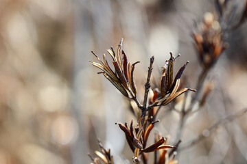 Weigela florida is a deciduous shrub of the honeysuckle family, native to East Asia. It produces tubular red flowers from May to June and is widely grown as an ornamental garden plant. 