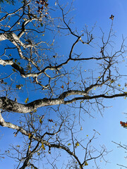 Bare tree branches against a clear blue sky at Garden of the Gods, Colorado Springs