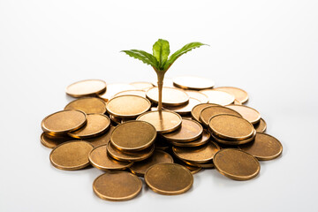 お金と新芽