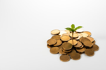 お金と新芽 コピースペース