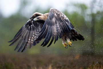 Golden eagle in flight in the rain