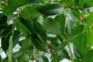 Leaves of Ficus benjamina closeup.