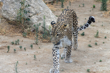 Obraz premium Baku, Azerbaijan. Portrait of a jaguar with a piercing gaze. City Zoo, Baku, Azerbaijan.