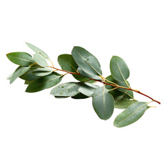 Eucalyptus branch with leaves