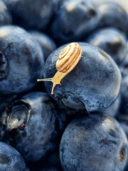 Snail on ripe blueberries. Proper nutrition.