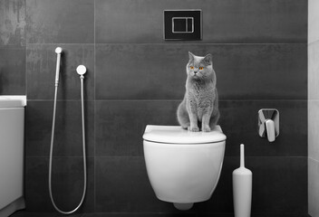 Cute cat sitting on toilet bowl